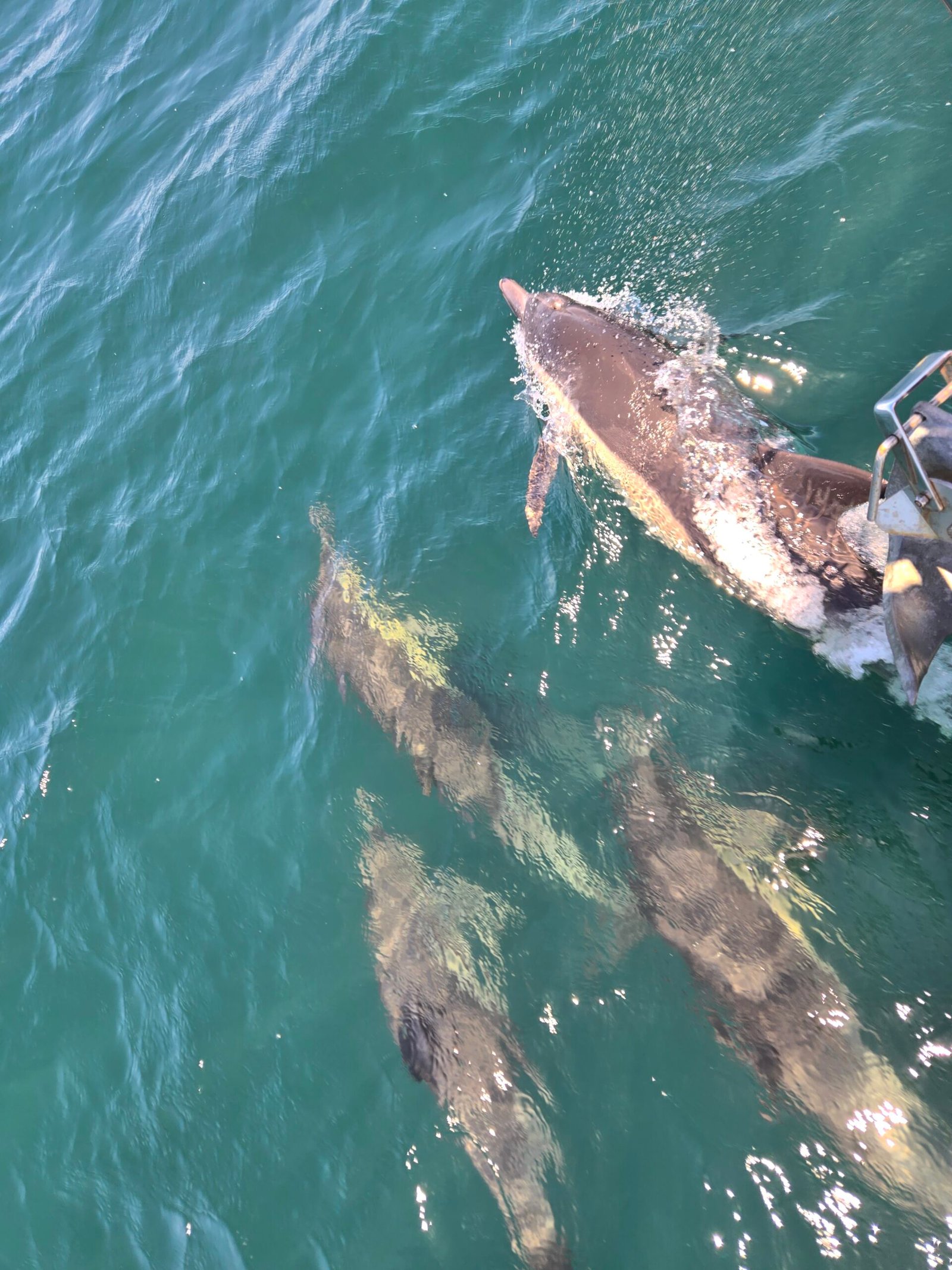 Dolphins 4